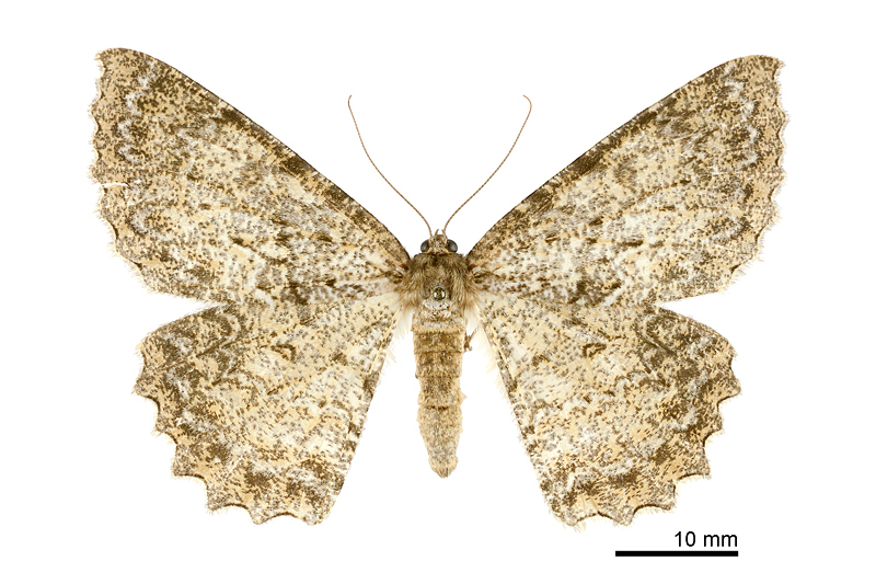 Amblychia fushana Female
